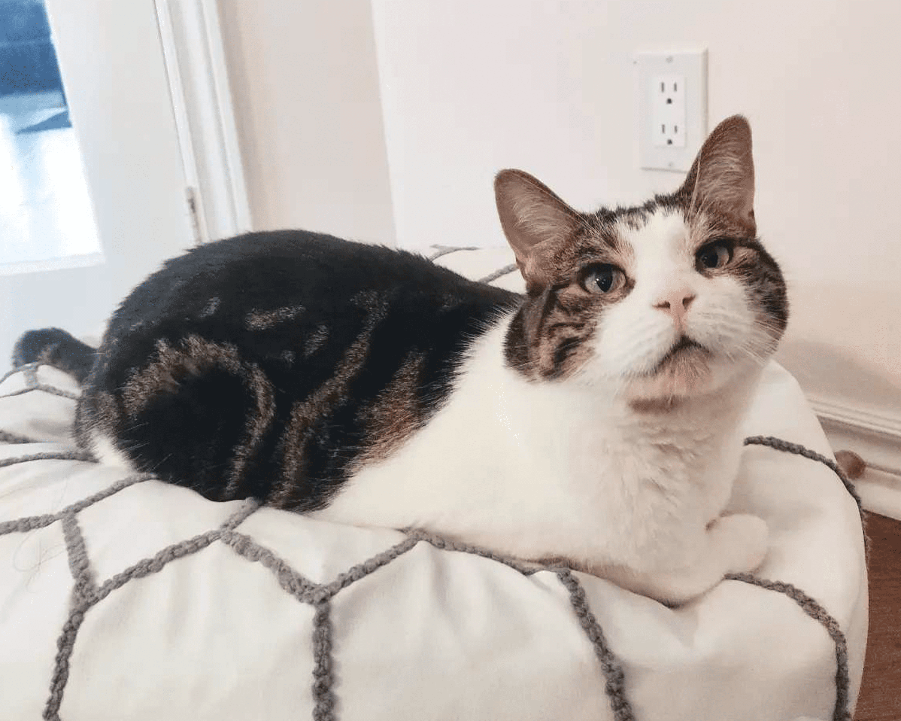 My Cat