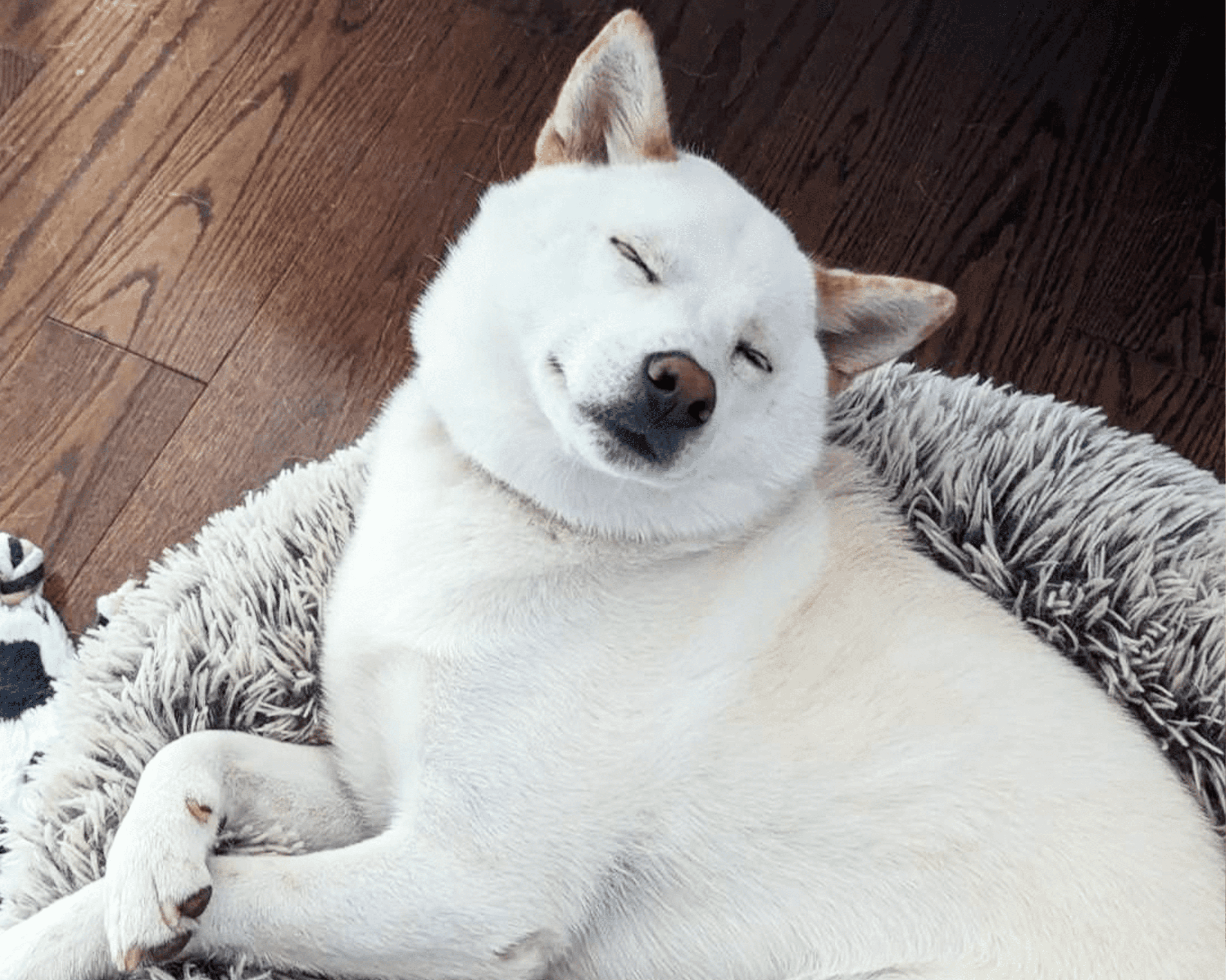 My Dog